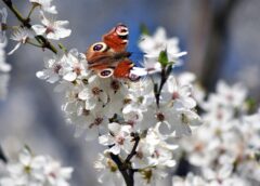 April 2026: One of the Driest Months Ever Recorded in Austria