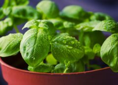 According to Greenpeace, almost all kitchen herbs contaminated with pesticides