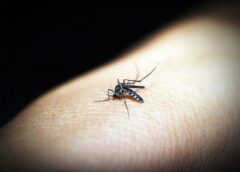 Best Ways to Protect Yourself From Mosquito Bites This Summer