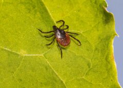 Alongshan Virus Detected in Vienna: Researchers Confirm Tick‑Borne Pathogen Has Circulated in Central Europe for Decades