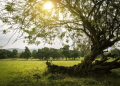 Sunshine and mild temperatures are expected over the weekend