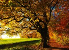 Weather in Austria: Sunshine returns at the weekend