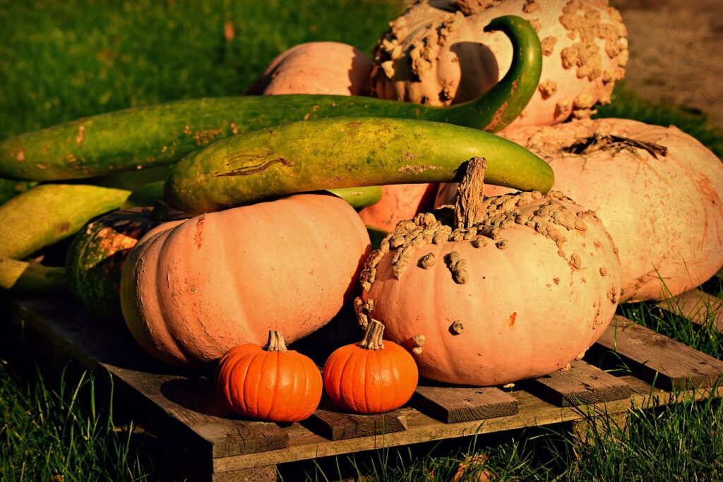 from-butternut-to-hokkaido-popular-pumpkin-varieties-at-a-glance