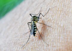Why Some People Get Bitten by Mosquitoes More Than Others: Scientists Say They Have Found the Answer