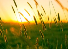 Sunny Start to May: Labour Day Brings Bright Skies, Weekend Up to 27°C