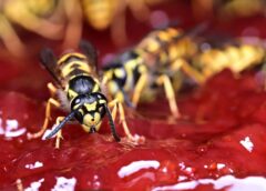 Wasp Season Reaches Peak in Austria, Experts Warn Allergy Sufferers