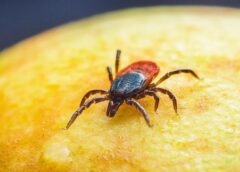Tick Alert: Regions With the Highest TBE Case Numbers Identified