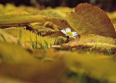 Foggy morning, followed by plenty of sunshine