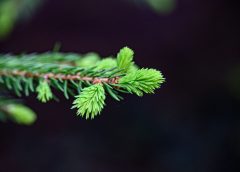 December feels like spring: up to 14 degrees!