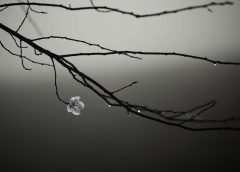 Foggy Advent Weekend Expected in Eastern Austria