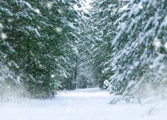 Also in Vienna: The chances of a white Christmas in 2025 are very good