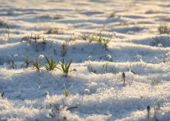 Up to 20°C: Spring Arrives After Days of Snow Chaos