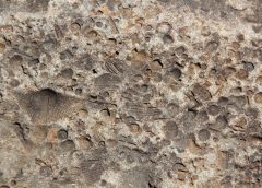 Over Three Million Years Old: New Human Ancestor Discovered