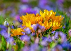 Weekend Brings Springlike Weather