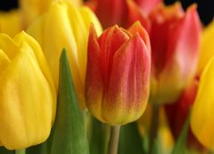 Mild Spring Weather Continues Across Austria