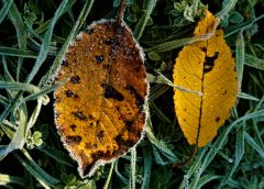 Cooler and Unsettled: Austria Faces a Changeable Weather Week