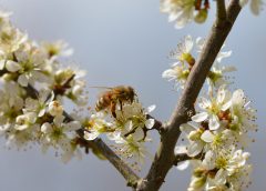 Warm, Sunny Easter Ahead: Temperatures Climb Toward 24°C