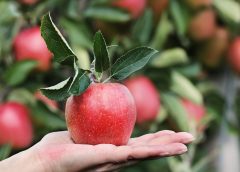 The Science Behind the Apple’s Reputation