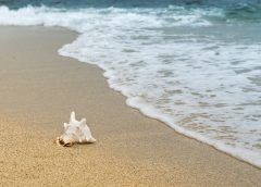 Shells, Sand — and Steep Fines: The Hidden Risks of Collecting Beach Souvenirs Abroad