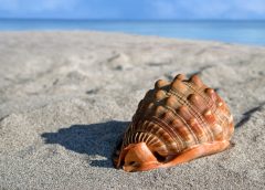 Sand, Shells, Stones: The Surprising Souvenirs That Could Ruin Your Holiday