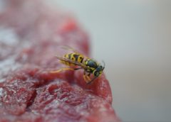 Wasp on Your Sandwich? Why the Risk Is Smaller Than You Think