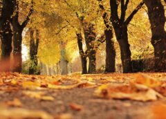 Austria Faces November Weather Shift After Exceptionally Mild Autumn